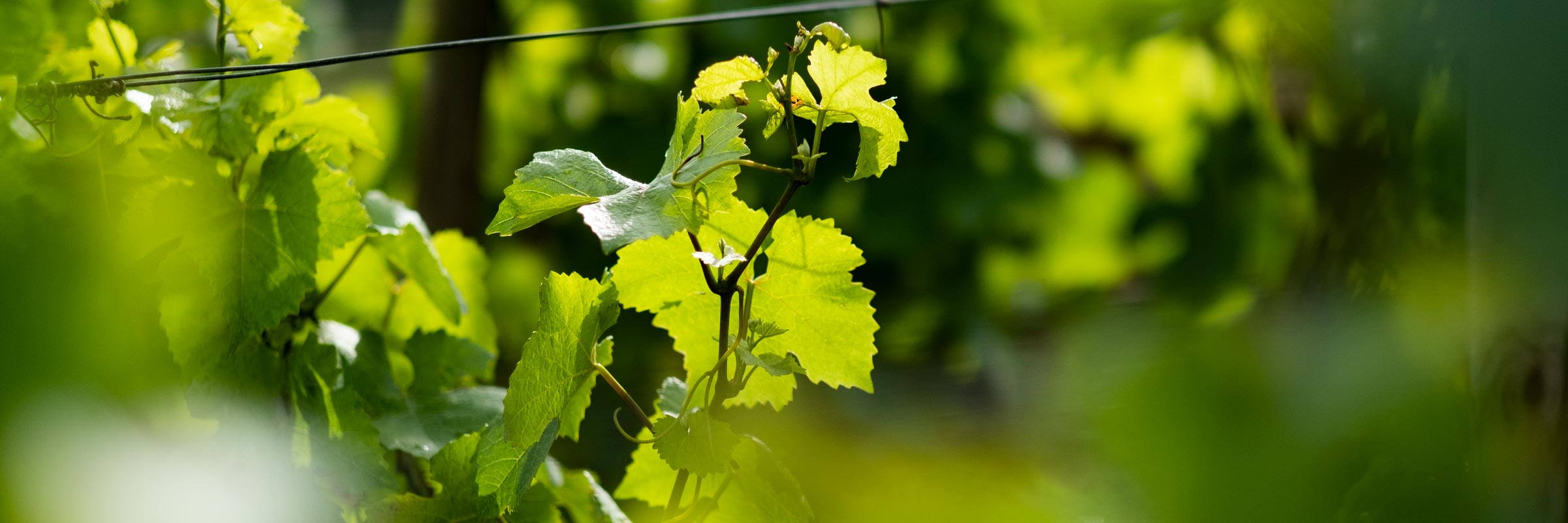 CoteChalonnaise-vin-bourgogne-athenaeum